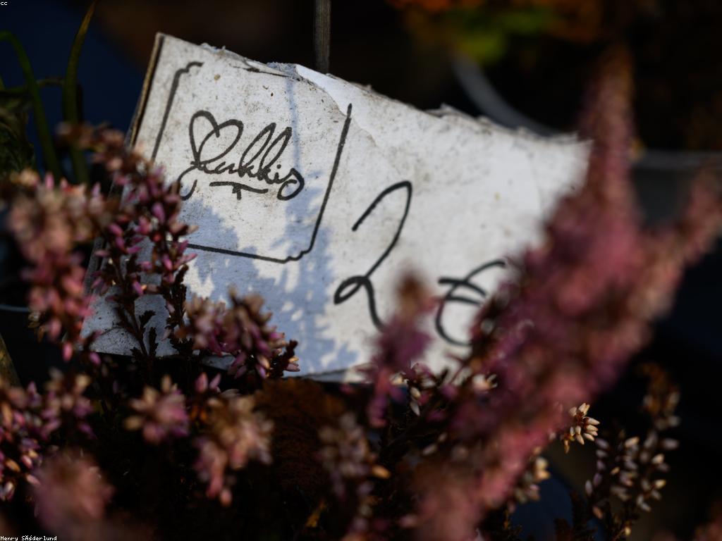 អត្ថប្រយោជន៍នៃការបញ្ចុះតម្លៃ